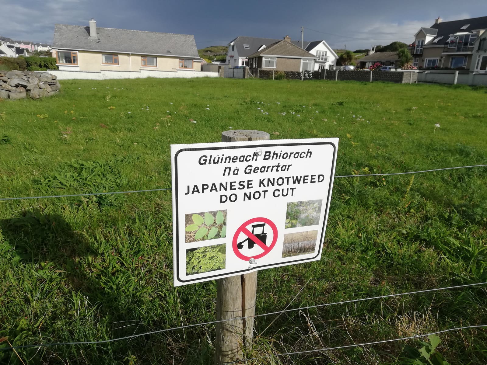 A Japanese knotweed warning sign beside homes